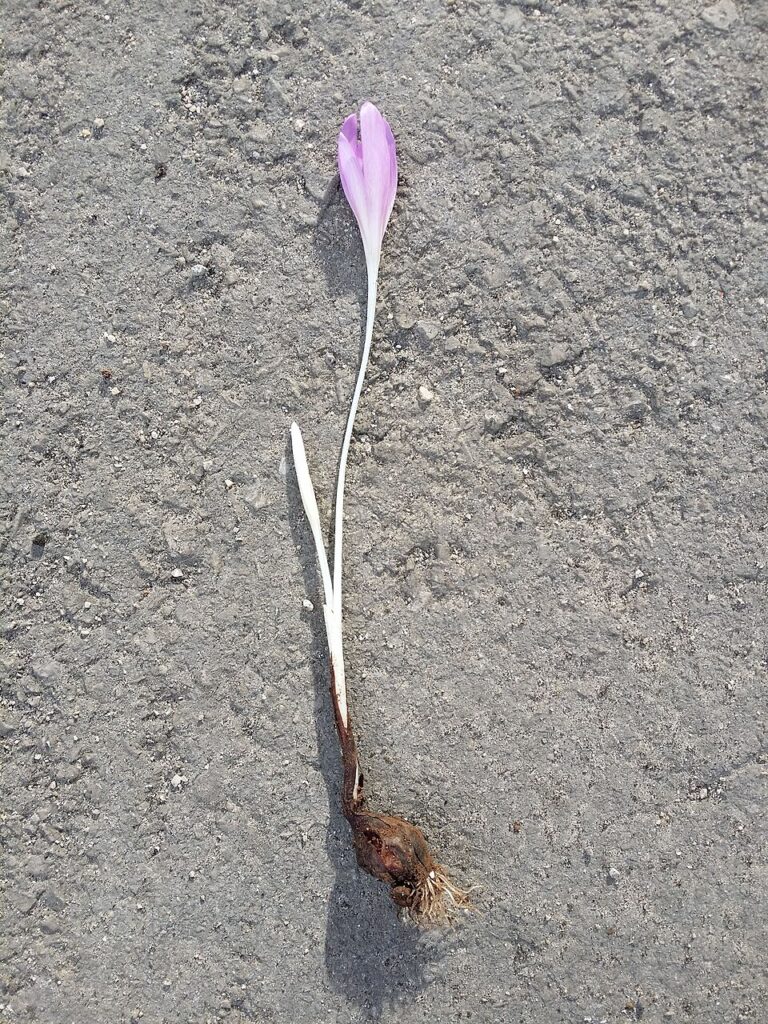 Colchicum neapolitanum