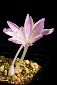 Colchicum pusillum
