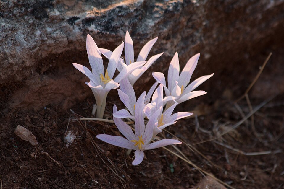 Colchicum sfikasianum