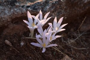 Colchicum sfikasianum