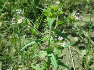 Collomia linearis