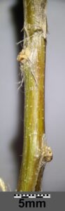 Colutea arborescens
