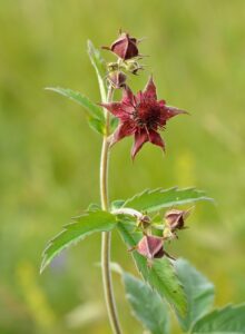 Comarum palustre