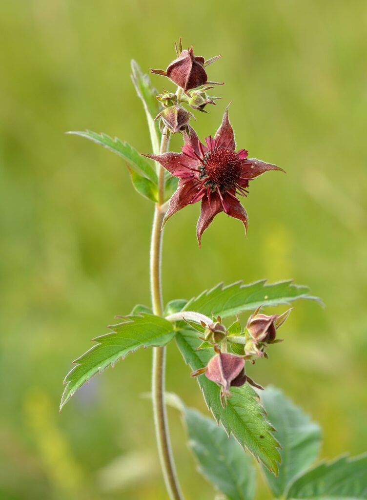 Comarum palustre