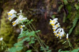 Melampyrum pratense subsp. pratense