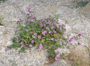 Malva sylvestris