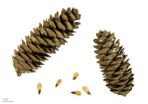Picea orientalis