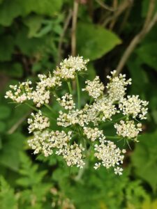 Conioselinum tataricum