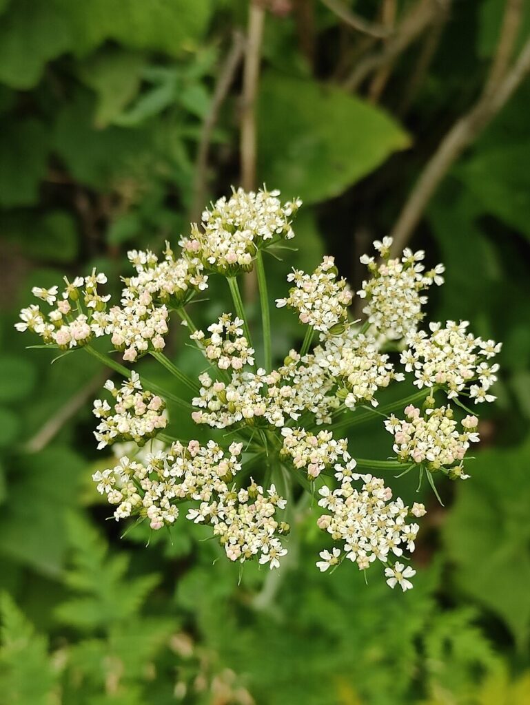Conioselinum tataricum