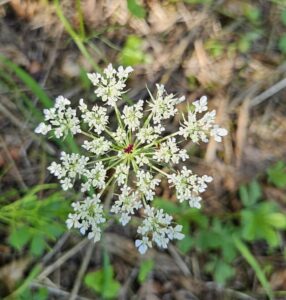 Conopodium majus