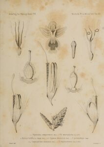 Corynephorus divaricatus