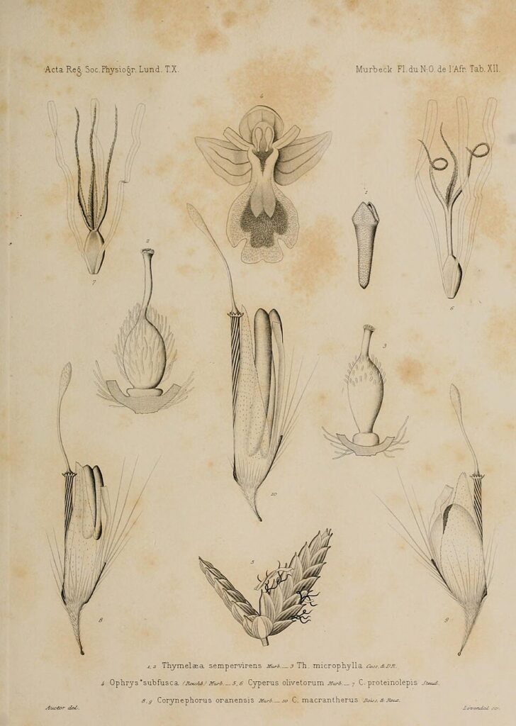 Corynephorus divaricatus