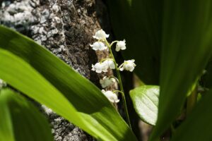 Convallaria keiskei
