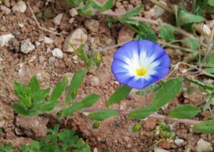 Convolvulus tricolor