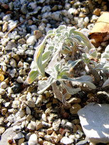 Convolvulus boissieri