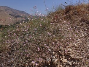 Convolvulus dorycnium