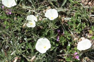 Convolvulus holosericeus