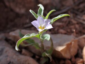 Convolvulus pentapetaloides