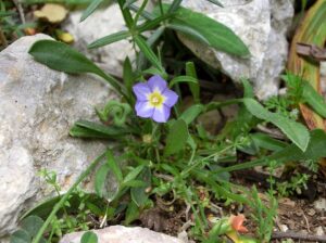 Convolvulus siculus