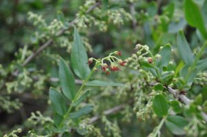 Coriaria myrtifolia