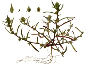 Corispermum hyssopifolium
