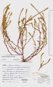 Corispermum intermedium