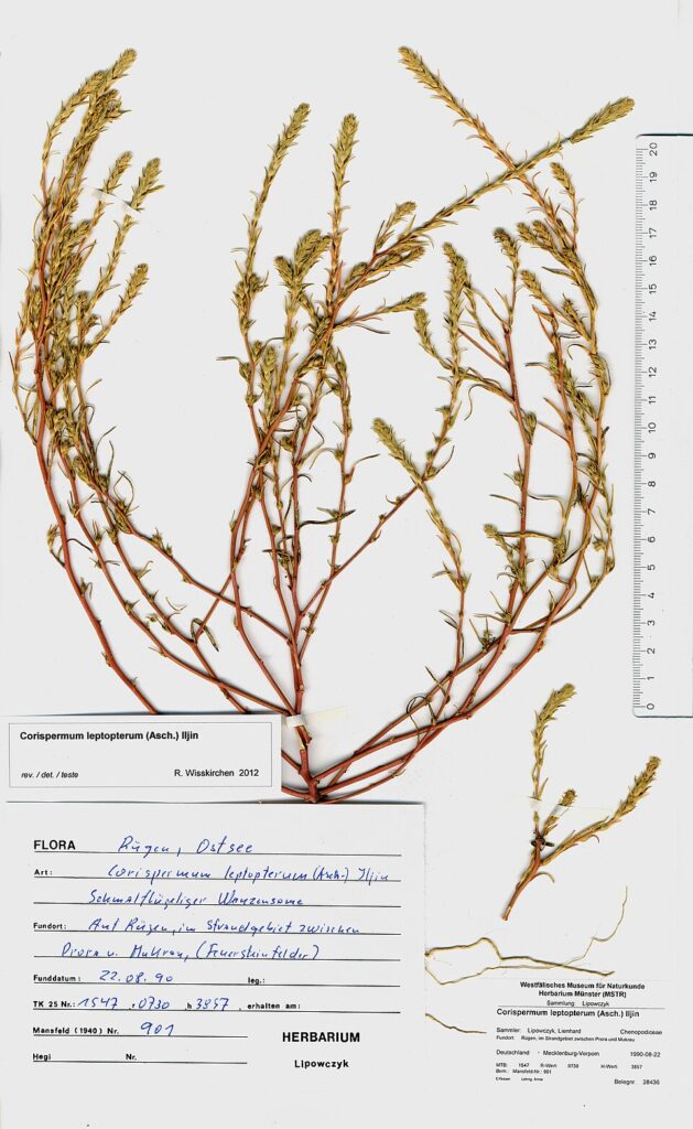 Corispermum intermedium