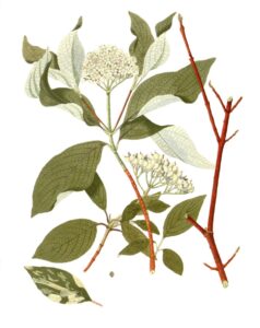 Cornus alba