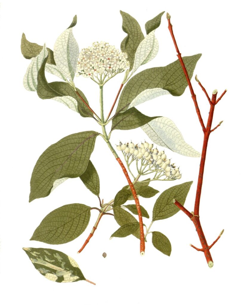 Cornus alba