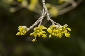 Cornus mas