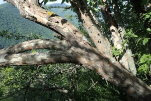 Cornus sanguinea subsp. sanguinea