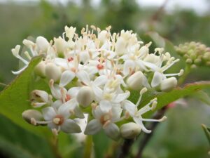 Cornus sericea