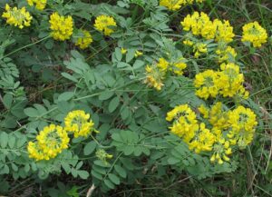 Coronilla coronata