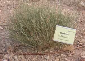 Coronilla juncea