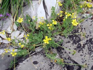 Coronilla vaginalis