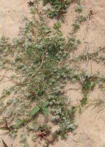 Corrigiola litoralis