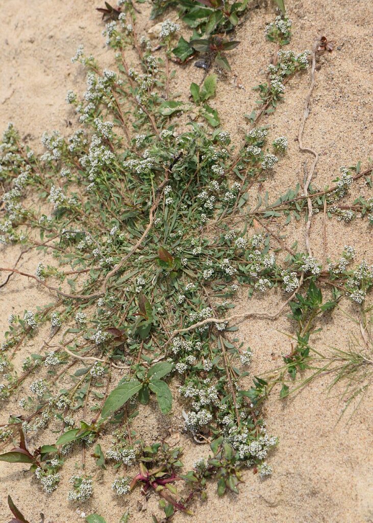 Corrigiola litoralis