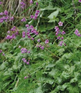 Primula matthioli subsp. matthioli