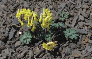 Corydalis gorodkovii