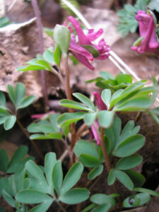Corydalis intermedia