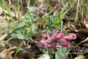 Corydalis paczoskii