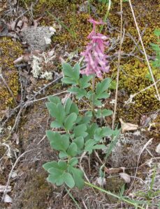 Corydalis paeoniifolia