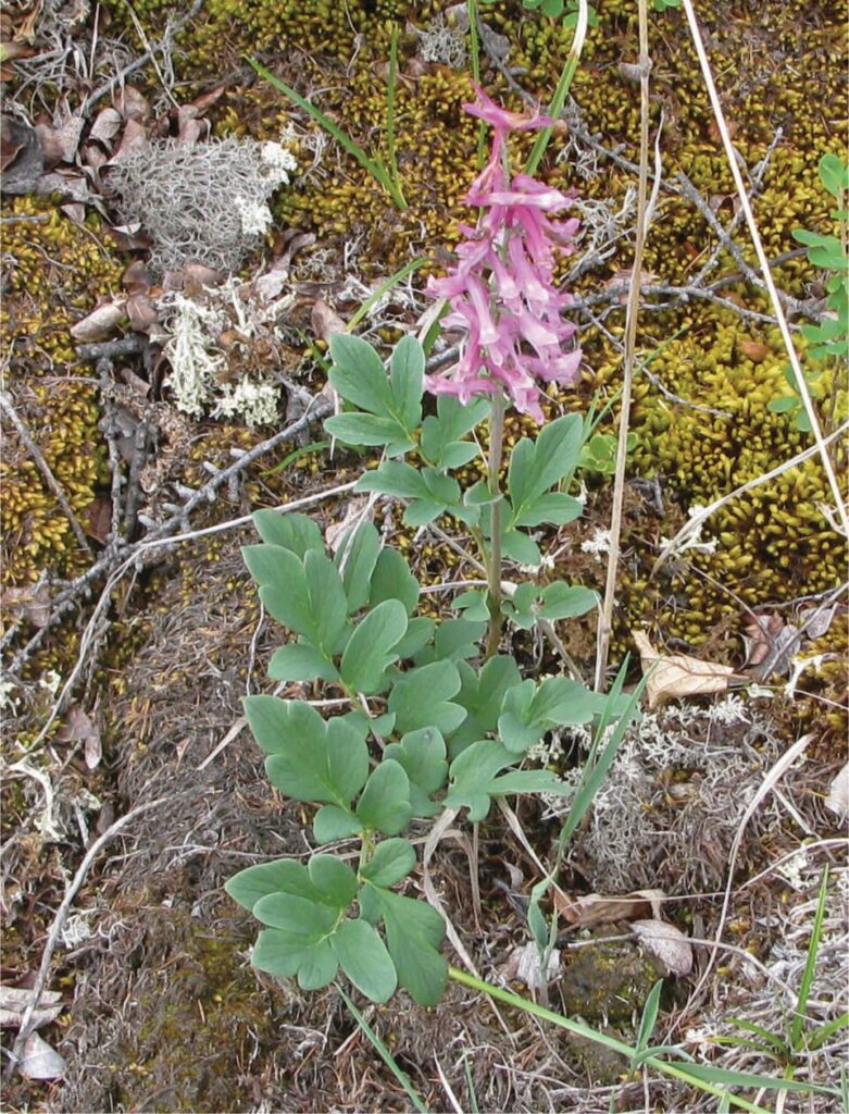 Corydalis paeoniifolia