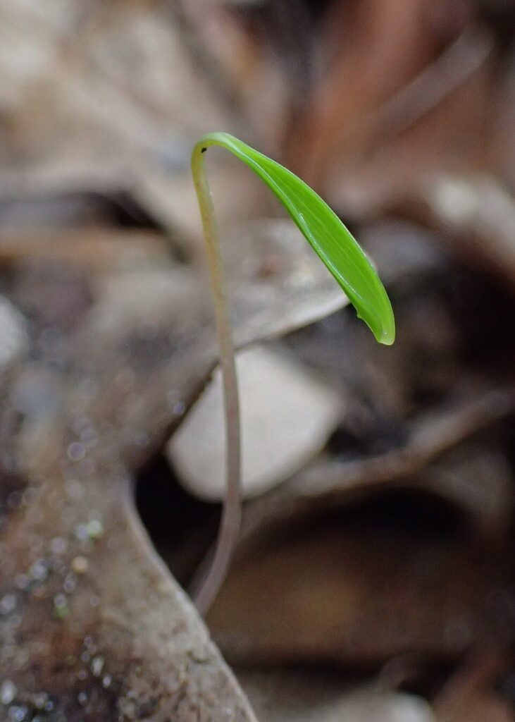 Corydalis pumila
