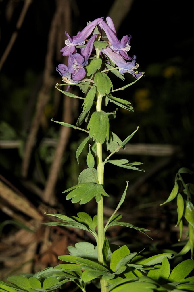 Corydalis solida