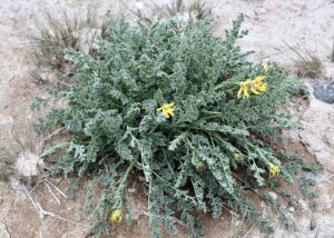 Corydalis stricta