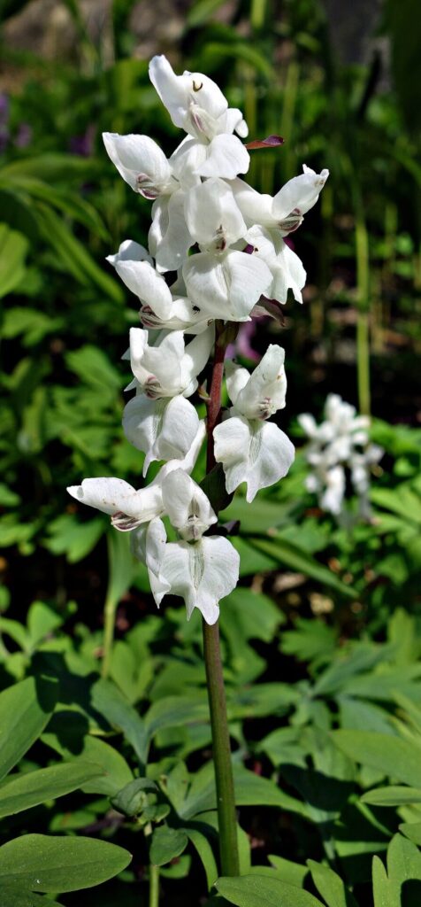 Corydalis capnoides