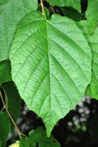 Corylus avellana var. avellana