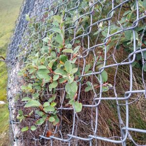 Cotoneaster cambricus