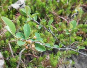 Cotoneaster juranus